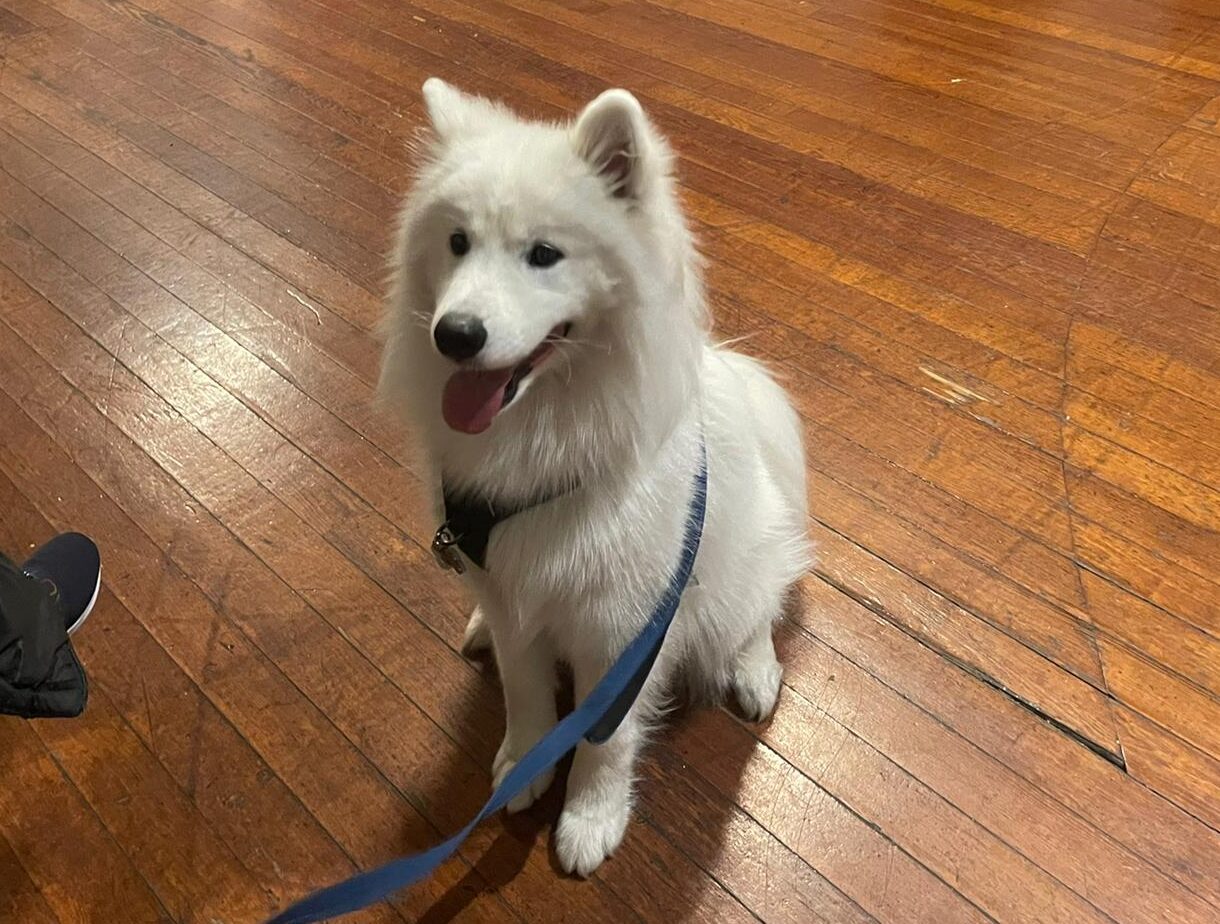 Dog Focus Class Dog Focus Class